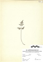 藏品(薄葉碎米蕨)的圖片